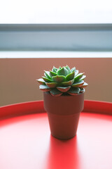 small potted succulent at the window in modern interior, spiritual hobby