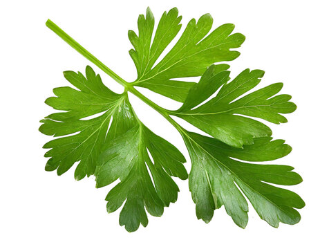 Green parsley leaf isolated on white background
