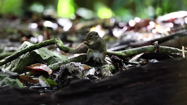 Bornean Mountain Ground Squirrel on deep jungle forest.