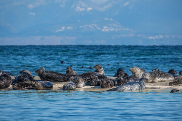 Harbor Seals (Phoca vitulina) - obrazy, fototapety, plakaty