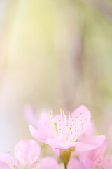 pink cherry blossom sakura flowers in close up