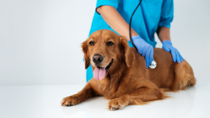 Banner with a close-up of the hands of a female veterinarian listening through a stethoscope to the heartbeat and breathing of a golden retriever dog. Appointment with the veterinarian the dog is sick