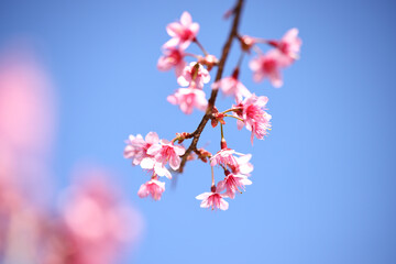 pink cherry blossom sakura flowers in close up - 753147407