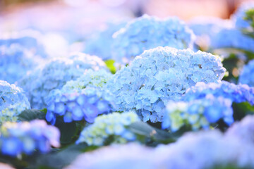 blue hydrangea flower in close up