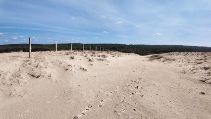 Sable et forêt de pins de l'océan