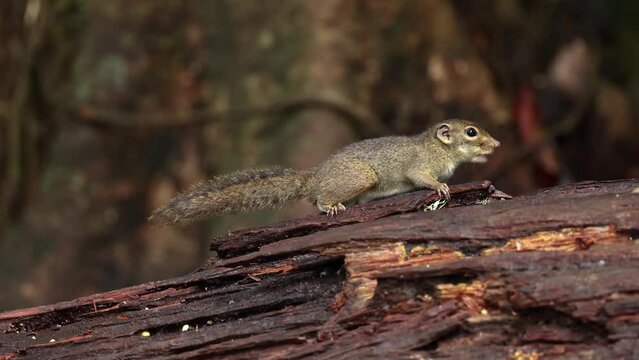 Bornean Mountain Ground Squirrel on deep jungle forest.