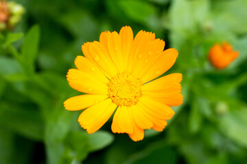 Calendula flowers in the garden on a blurred background