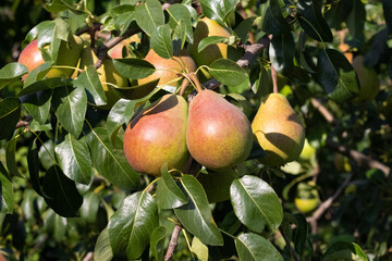 Ripe big pears on a tree in the garden in sunny weather
