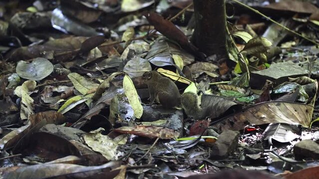 Bornean Mountain Ground Squirrel on deep jungle forest.