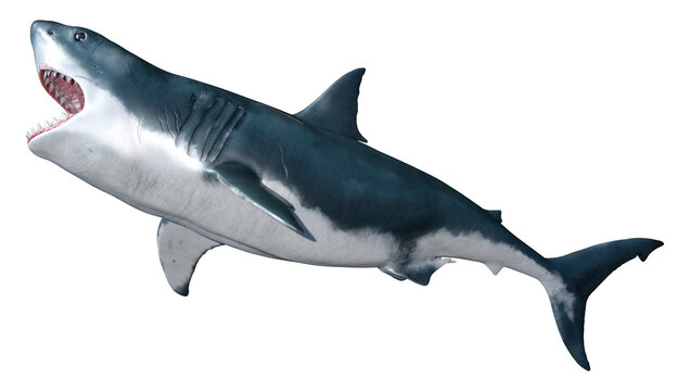 3D Rendering Shark on White