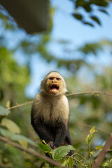 furious monkeys in the forest 