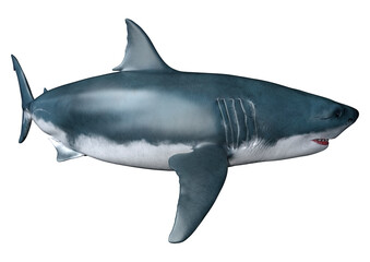 Fototapeta premium 3D Rendering Shark on White