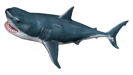 3D Rendering Shark on White