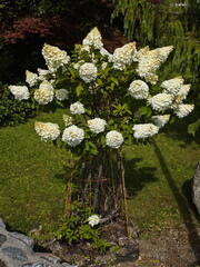 White hortensia in Molde, More og Romsdal county, Norway, Europe
