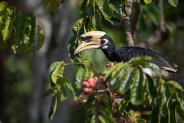 Oriental pied hornbill(Anthracoceros albirostris) stair at us on the branch in nature.