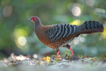 Siamese fireback walking in the forest