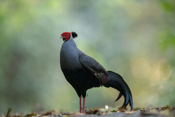 Siamese fireback walking in the forest