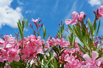 Upward view on vibrant oleander nerium of pink colour against blue sky