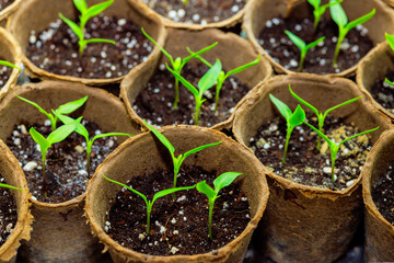 Planting pepper seedlings in containers at greenhouse