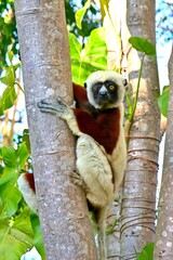 Battle scarred sifaka lemur in tree