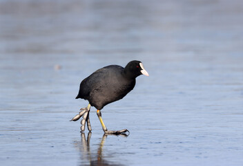 Eurasian coot