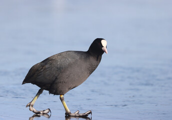 Eurasian coot