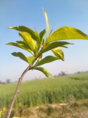 Apricot Tree Leaves