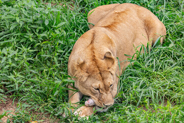 Eating lioness in pride park