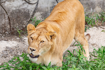 Lioness waiting for lunch in pride park
