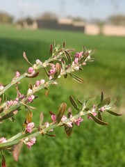 polygonum equisetiforme sm flower or Horsetail Knotweed flowers