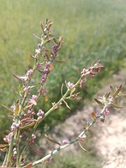 polygonum equisetiforme sm flower or Horsetail Knotweed flowers