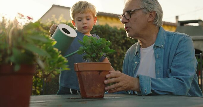 at sunset, in the garden, the grandfather teaches his grandson the importance of plants. The small child waters the plant and takes care of it - Powered by Adobe