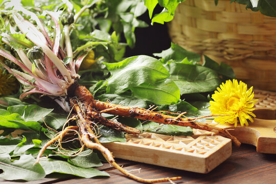 Fresh dandelion root with fresh flowers and leaves on wooden table, closeup, copy space, green medicine, diet food, homeoparhy, hair and skin healthy care