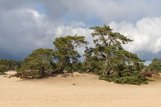 Scots pine trees (pinus sylvestris) in the Soester Duinen on the Utrechtse Heuvelrug during early spring. The sun is shining while dark rain clouds form a menacing sky above.