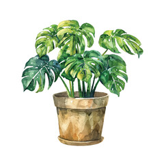monstera in pot vector illustration in watercolour style