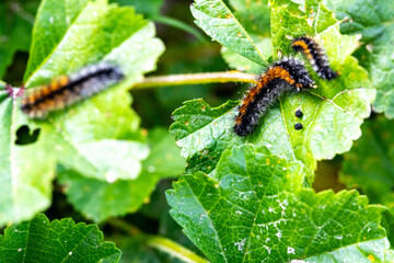 Pine Processionary Caterpillars on Leaf, Thaumetopoea pityocampa, Spain