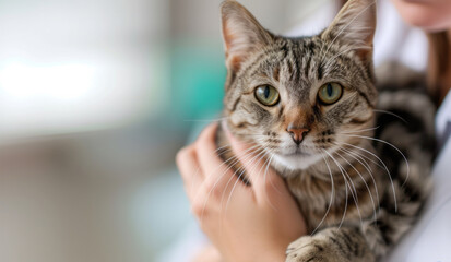 Close-up portrait of cute cat in the hands of a veterinarian. Concept of animal treatment, pet care, banner with copyspace