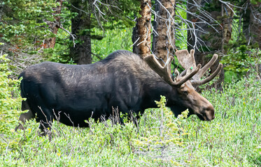 moose in the woods