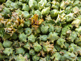 green cones of thuja with twigs of needles