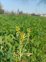 Naklejka premium Melilotus indica flower.small melilot flower or flower of the sweet clover