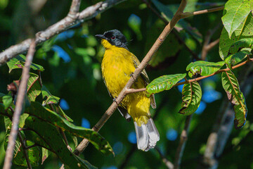 Black capped Bulbul sitting on a branch of tree in their Habitat. this is endemic to Sri Lanka.