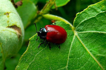 a large red beetle on a green leaf