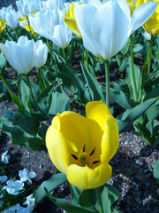 Ein Tulpenbeet in gelb und weiß.