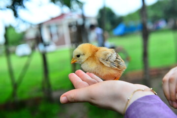 baby bird in hand