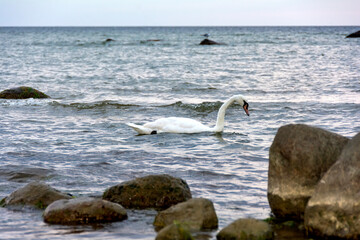 Fototapeta na wymiar A swan swims in the open sea