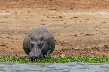 Hippo (Hippopotamus amphibius)