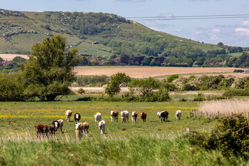 A herd of cows in the Sussex countryside, on a sunny spring day - 753161809
