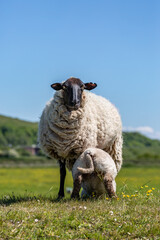 A lamb feeding of a Ewe, on a sunny day in rural Sussex - 753161833