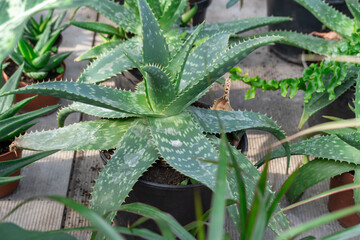 Fototapeta premium Green seedling aloe vera succulent plant grows in glasshouse. Replanting aloe barbadensis in home gardening. Popular houseplant in pot. Used in medicine and cosmetics. Liliaceae family asphodelaceae.