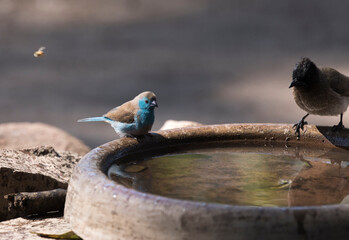 A photo of blue waxbill bird